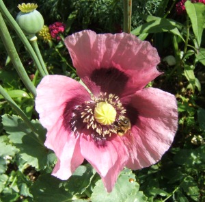 abeille sur un pavot dans le jardin de Monet à Giverny