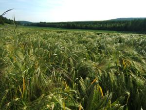 champ d'escourgeon