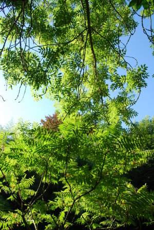 Frêne et sumac, Giverny