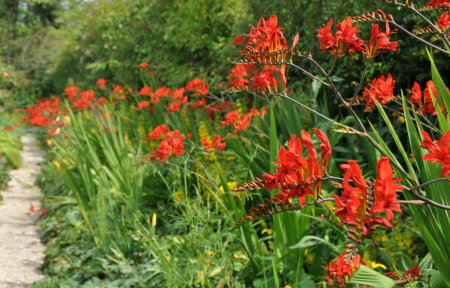 Allée des crocosmias, Giverny