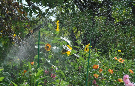 Arrosage à Giverny