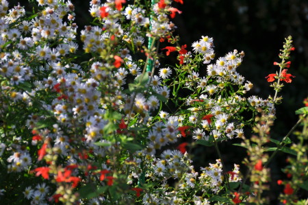 Aster et sauge