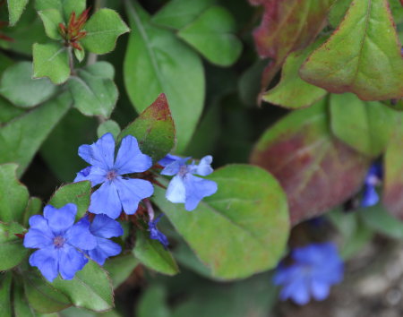 Ceratostigma
