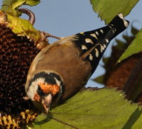 Chardonneret