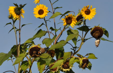 Chardonnerets dans les tournesols, Giverny