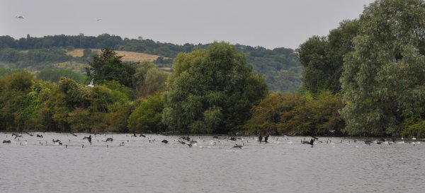La chasse des cormorans