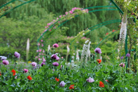Pavots et coquelicots
