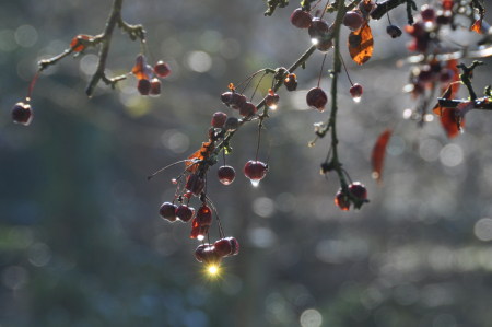 Éclat de soleil, Giverny