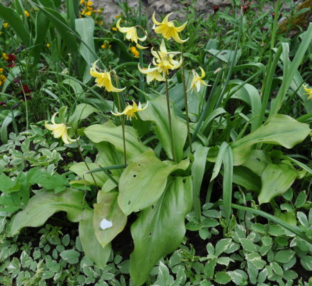 Erythronium