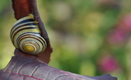 escargot