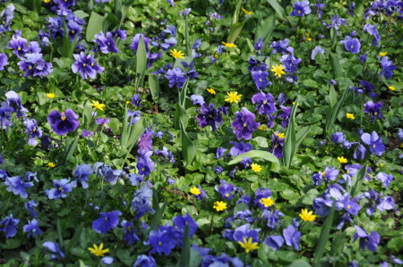 Ficaires et pensées bleues à Giverny
