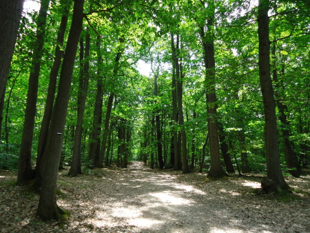 La forêt de Bizy à Vernon