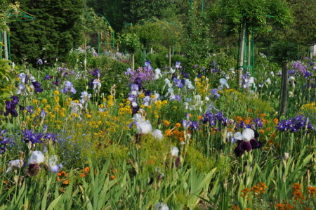 Giverny, les iris