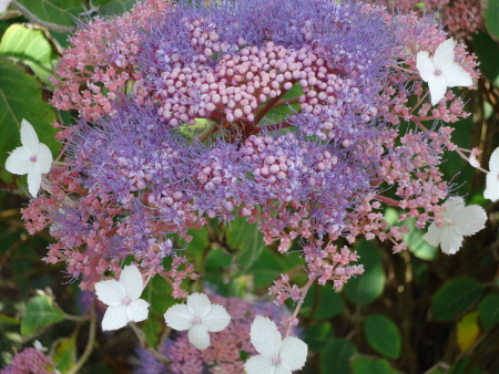 Hydrangea de la collection Shamrock