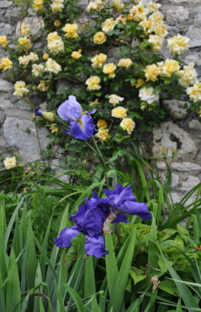 Faux iris