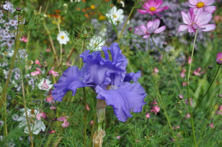 Iris remontant, Giverny
