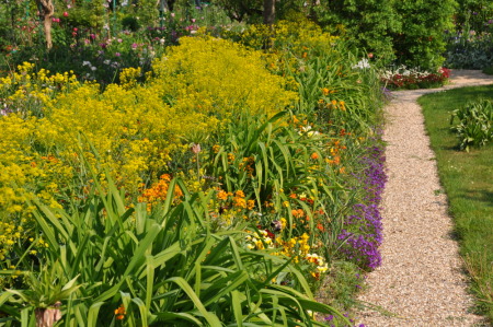Isatis tinctoria, pastel des teinturiers