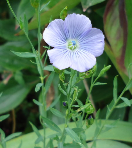 La fleur de lin