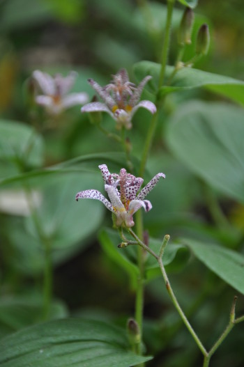 Tricyrtis