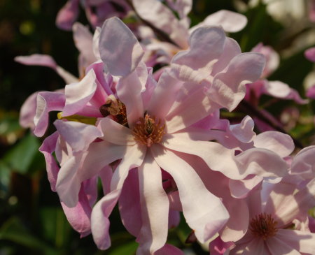 magnolia stellata