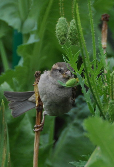 Moineau