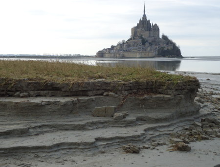 Tangue dans la baie du Mont-Saint-Michel
