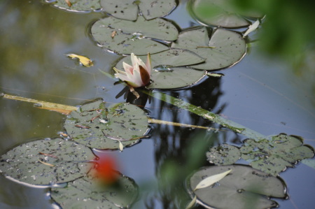 Nymphéa, Giverny