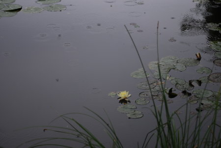 Nymphea, pluie