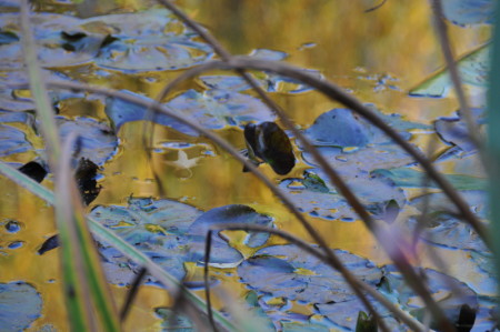 Nymphéa bleu et or