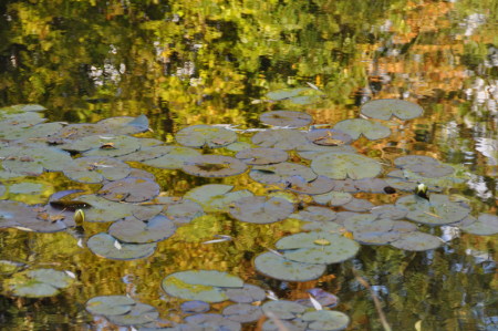 Octobre à Giverny