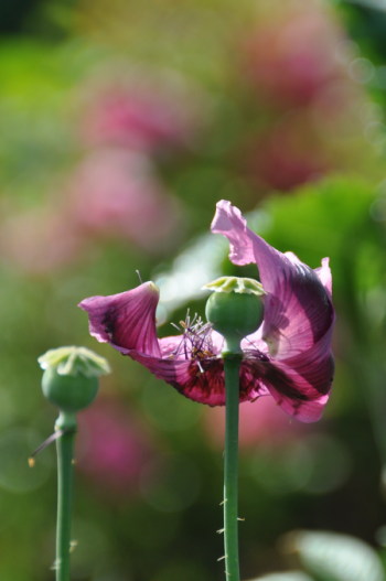Pavot à Giverny