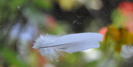 Plume blanche