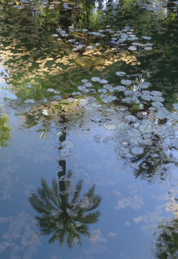 Bassin aux nymphéas, Jardin Majorelle, Marrakech