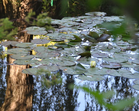 Reflets à Giverny