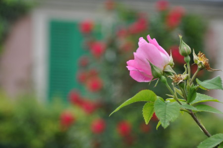 Rose à Giverny