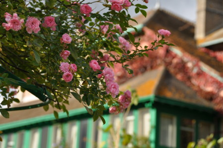 Roses à Giverny