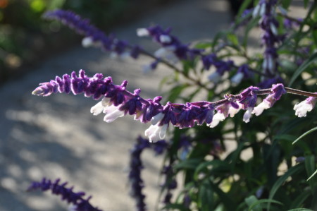 Salvia Leucantha