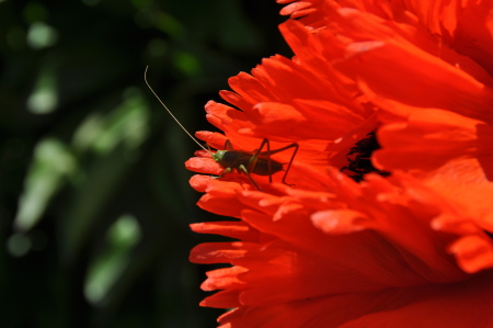 Sauterelle sur fleur de pavot