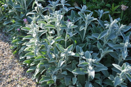Stachys