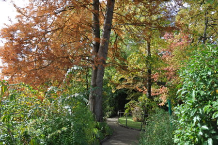 Taxodium