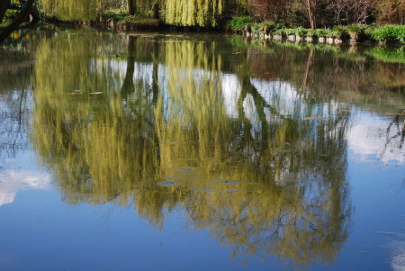 Les trois saules de Giverny