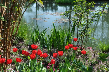 Tulipes rouges au jardin d'eau de Monet