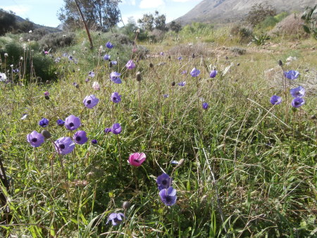Anemones sauvages