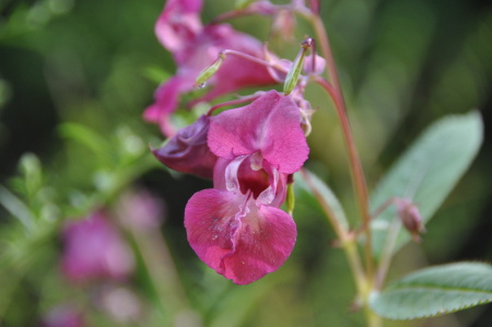 Balsamine