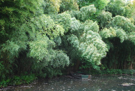 Bambouseraie de Monet