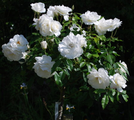 Rosier fée des neiges, iceberg, schneewittchen
