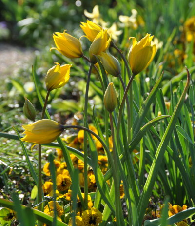 Tulipe sylvestre