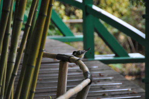 Mésange à Giverny