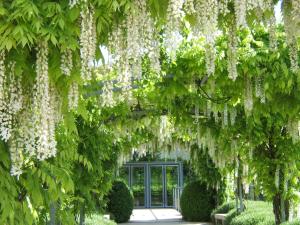 glycine
