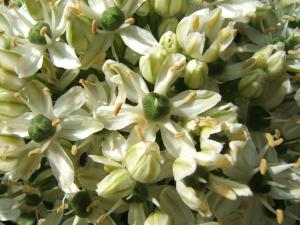 Fleurs en gros plan
